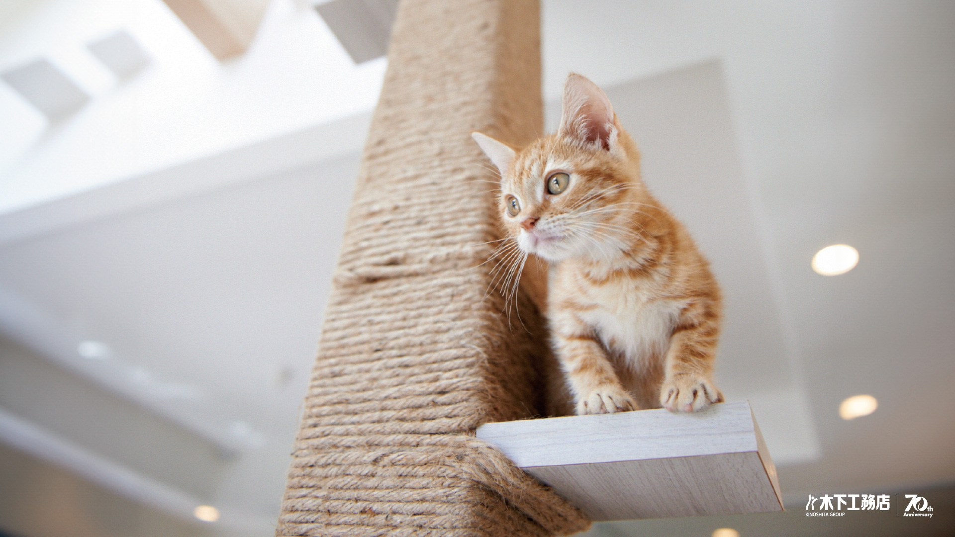 ペットと過ごす家（B）